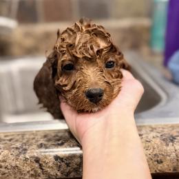 Cavapoo Puppies from Patriot Pups Cavapoos