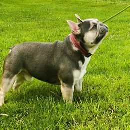 Nitro - French Bulldog