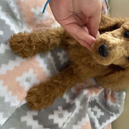 Aussiedoodle, Bernedoodle, and Poodle Puppies from Megan’s Spoiled Standards
