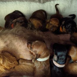Dachshund Puppies from Grand River Dachshunds