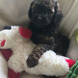 Franklin - Phantom male Goldendoodle puppy in Waynesboro, Virginia from Forest Creek Kennel
