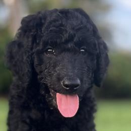 Max - Black Goldendoodle puppy in Davie, Florida from Puppieskiss