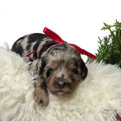 Lexi - Merle female Springerdoodle puppy in Fargo, North Dakota from Dakota SpringerDoodles