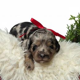 Lexi - Merle female Springerdoodle puppy in Fargo, North Dakota from Dakota SpringerDoodles