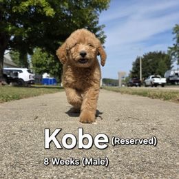 Kobe - Cream male Labradoodle puppy in Genoa City, Wisconsin from Sakura Pups