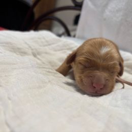 Wynonna Judd - Red  female Goldendoodle puppy in Chino Valley, Arizona from Bass Creek Doodles