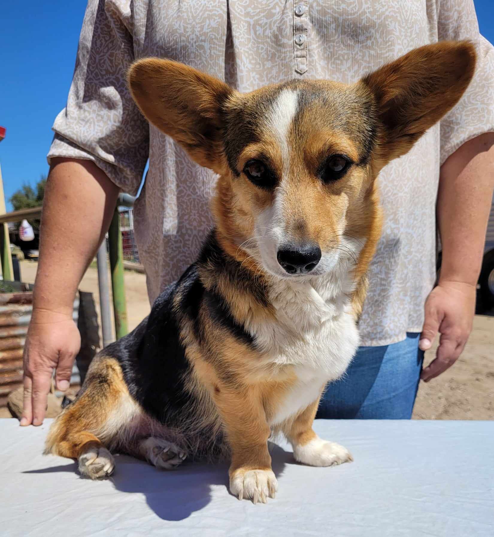 D-S Ranch Corgis in Arizona | Pembroke Welsh Corgi puppies | Good Dog