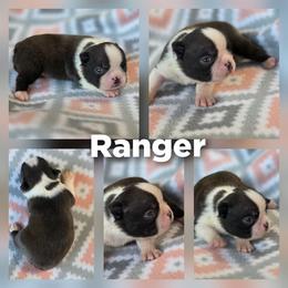 Ranger - Black brindle and white male Boston Terrier puppy in Billings, Missouri from Azaleas Euro Boxers & Boston Terriers