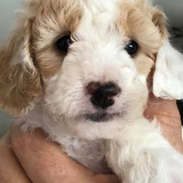 Aussiedoodles from Mystic Meadows