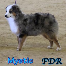Mystic - Toy Australian Shepherd