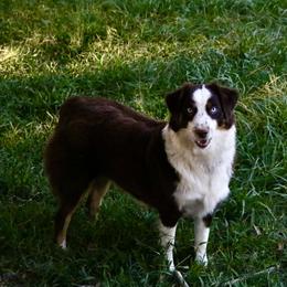 Grace - Australian Shepherd