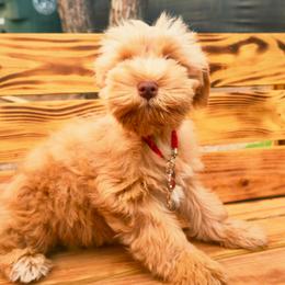 Shakira - Wheaten female Miniature Schnauzer puppy in Texas from Blue Rose's Schnauzers