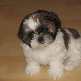 Shih Tzu Puppies from Sapphire Shih Tzu