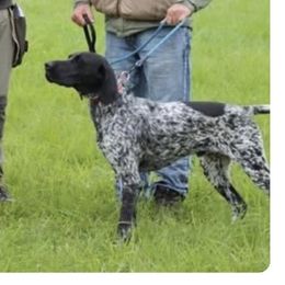 Modi - German Shorthaired Pointer