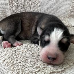 Jay - Sable and white male Siberian Husky puppy in Union Grove, Alabama from Southern Siberian Life