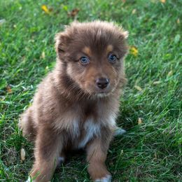 Red - Red male Australian Shepherd puppy in Bloomfield, New York from Wayward Trails Kennel