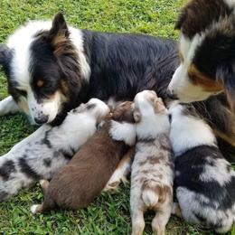 Australian Shepherd Puppies from Beachin' Aussies