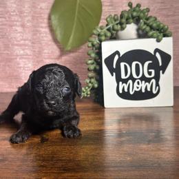 Rumi - Phantom female Poodle puppy in Griffin, Georgia from Rawls Lovely Little Tots