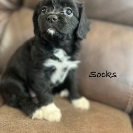 Cavalier King Charles Spaniel Puppies from Pemberly Cavaliers