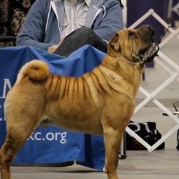 Miller - Chinese Shar-Pei