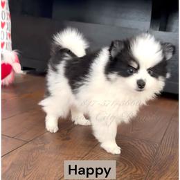 Happy - Black and white male Pomsky puppy in Long Grove, Illinois from Windy City Pomsky