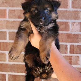 Girl 1 - Black and red female German Shepherd puppy in Mount Vernon, Missouri from German Haus German Shepherds LLC