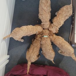 Cavapoo Puppies from Prince Pups