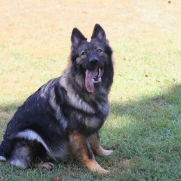 Abigail - German Shepherd