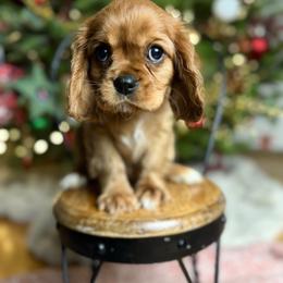 Cavalier King Charles Spaniel Puppies from Holston Mountain Cavaliers