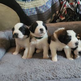 Saint Bernard Puppies from Middle Georgia Saints