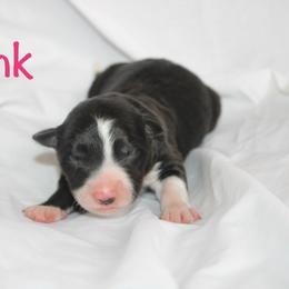 Wink - Black and white female Border Collie puppy in Cedartown, Georgia from Ferguson Border Collies
