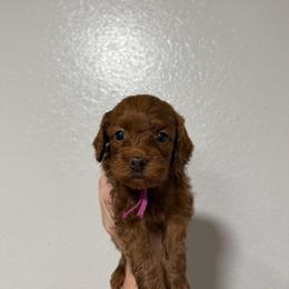 Destiny - Red female Cavapoo puppy in Fort Worth, Texas from Aloha Paradise Poodles LLC