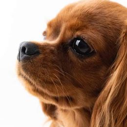 Cavalier King Charles Spaniels from New York Cavaliers