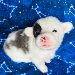 Zeus - Gray and white male American Corgi puppy in Cocoa, Florida from Cascadian Space Coast Corgis LLC