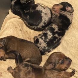 Dachshunds from Cotton Patch Ridge