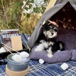 Miniature Schnauzer Puppies from Schnauzers on Robinson Lane