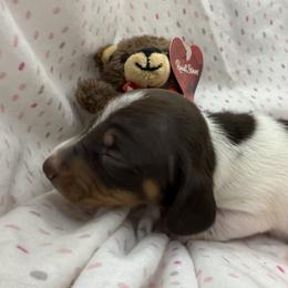 Girl 1 - Piebald female Dachshund puppy in Paisley, Florida from Pantheon Dachshunds