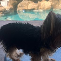 Tennie - Yorkshire Terrier