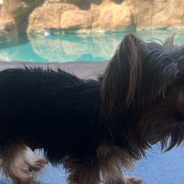Tennie - Yorkshire Terrier