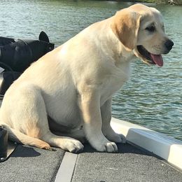 Labrador Retriever Puppies from Tried & True Labradors
