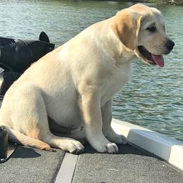 Labrador Retriever Puppies from Tried & True Labradors