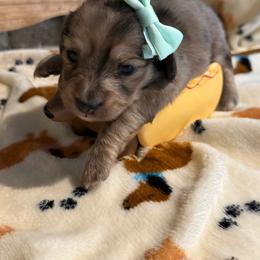 Coral - Dapple female Dachshund puppy in Wellford, South Carolina from Crowder Doxies