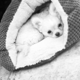 Chihuahua Puppies from Wild Mountain Chihuahuas