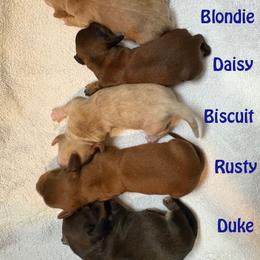 Dachshund Puppies from Green Acres Dachshunds