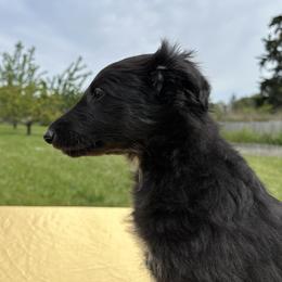 Silken Windhound Puppies from Luminous Silken Windhounds