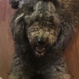 Goldendoodles and Golden Retrievers from Golden Puppies USA