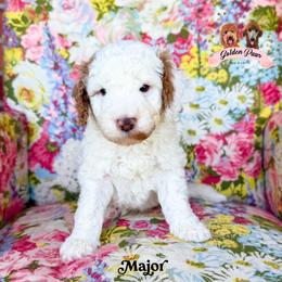 Major - male Bernedoodle puppy in Clinton, Oklahoma from Golden Paws Fur Babies