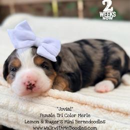 Jovial - Blue merle female Bernedoodle puppy in Orange, Texas from Walk with Me Doodles