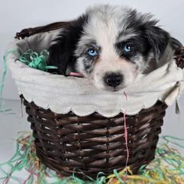 Spider Monkey - Blue merle male Border Collie puppy in Chicora, Pennsylvania from Riverwood