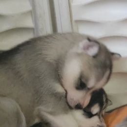 Siberian Husky Puppies from Spirit of the Moon Siberians
